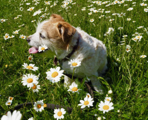 sommarhälsning lady
